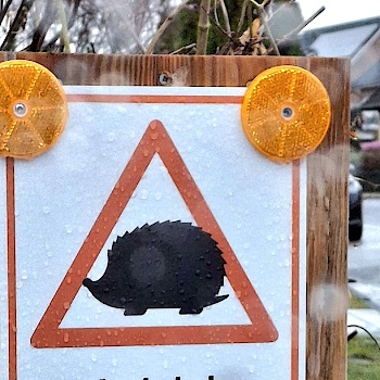 Igel