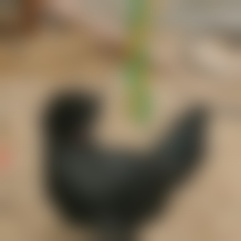 NotCharlierampant
