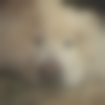 Wazu