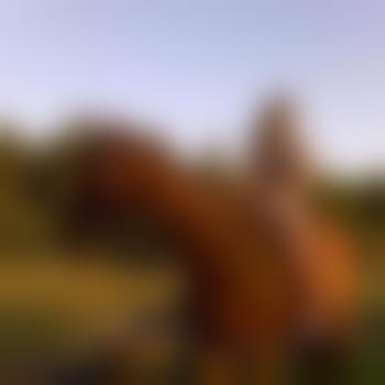 horsejumper