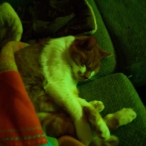 Garfield-2426