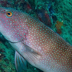 Coral_Trout