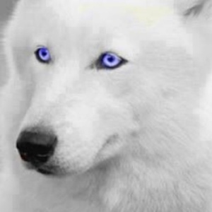 Sir_MidnightForest