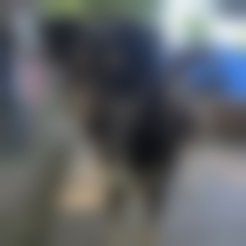 sunnyvale25388