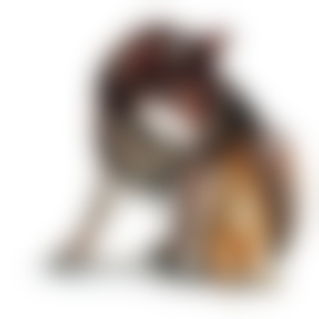 GreyWolf_ddy