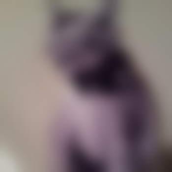 GoodKittysGetTreats