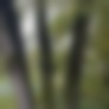 emil_9432