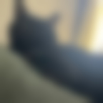GildedKitten9491