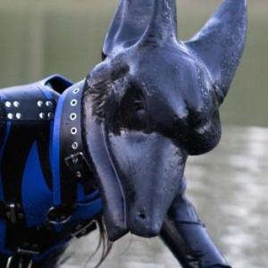 Collarful