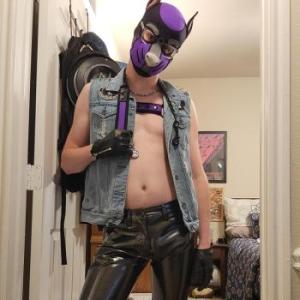 PupFenixAus
