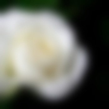 Roses713