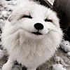 F0xywhite