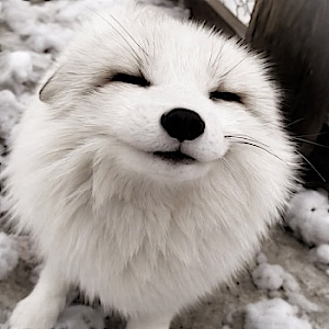 F0xywhite