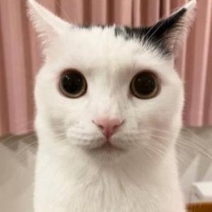 Myru