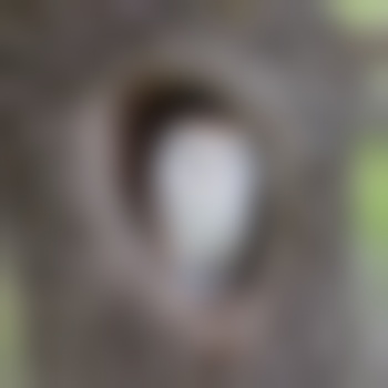furlessmammoth