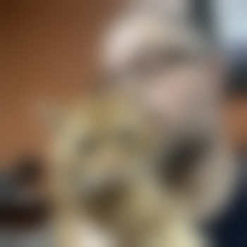 TheBritishLion
