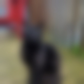 SirKittened