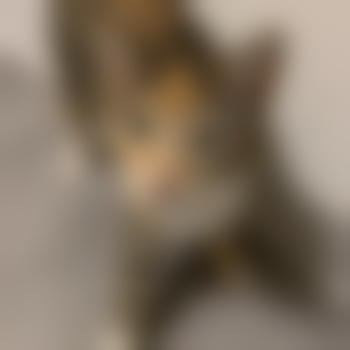 TheUnicornHunter