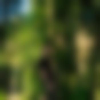 saint-augustine34317