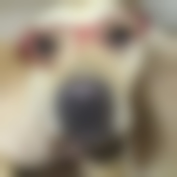urfavpup
