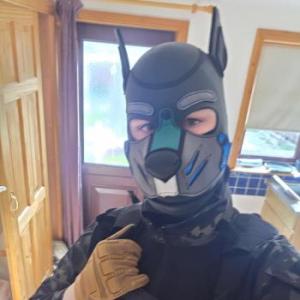 Asphalt_wolf