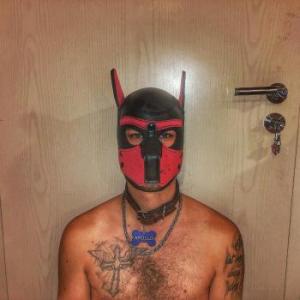 Pup_Apollo